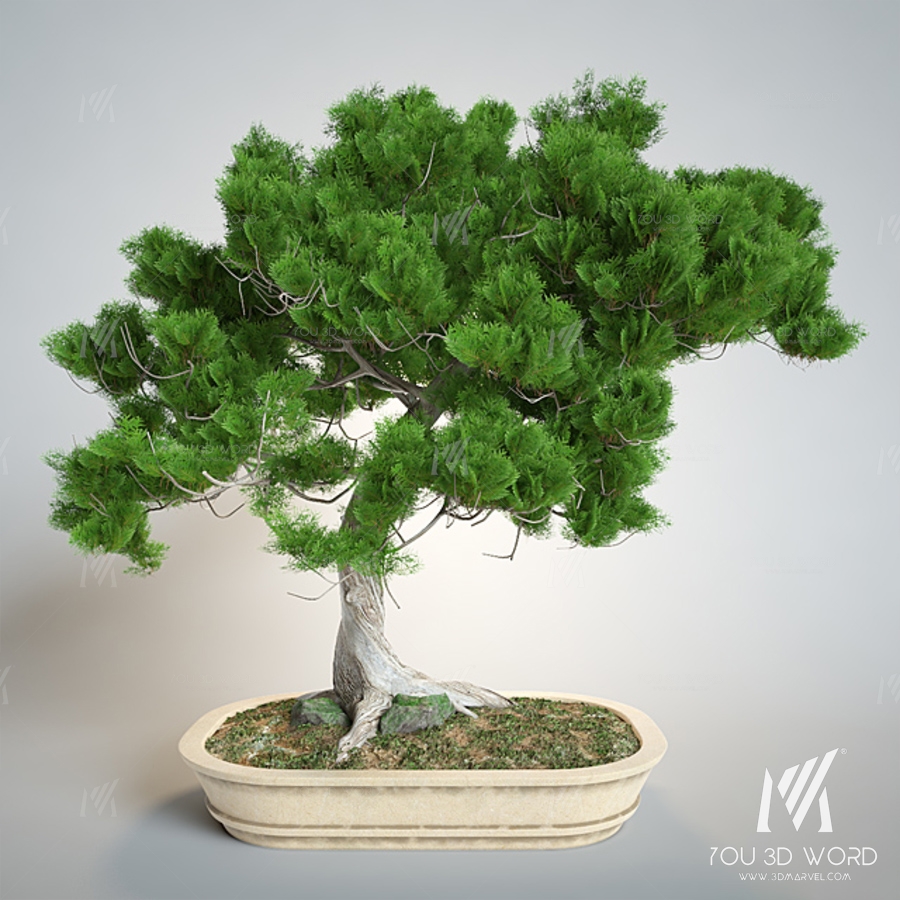 Bonsai 